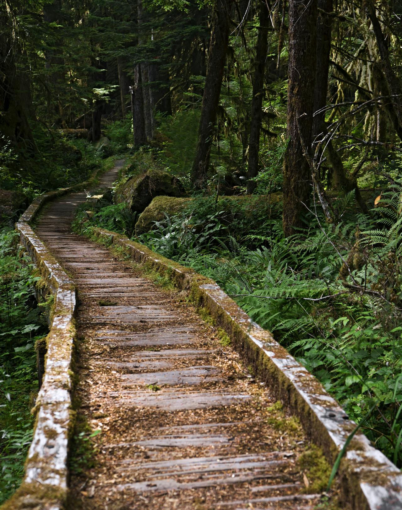 Explore Olympic National Park